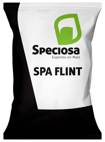 BOLSA SPECIOSA-FLINT